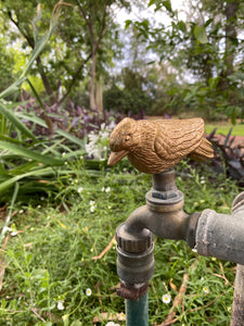 Kookaburra Tap Top